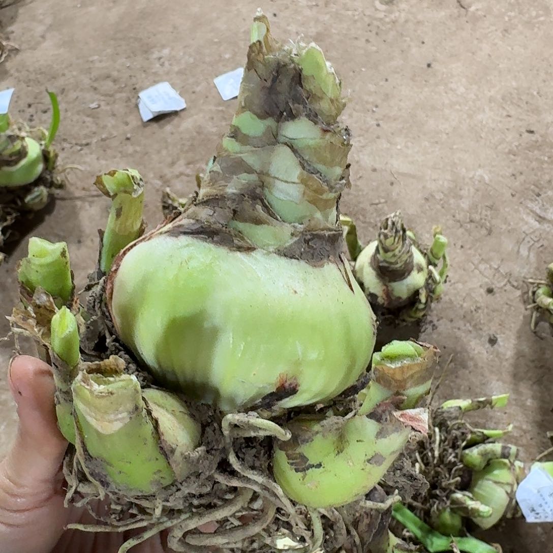 克瑞斯8+坨坨开花球