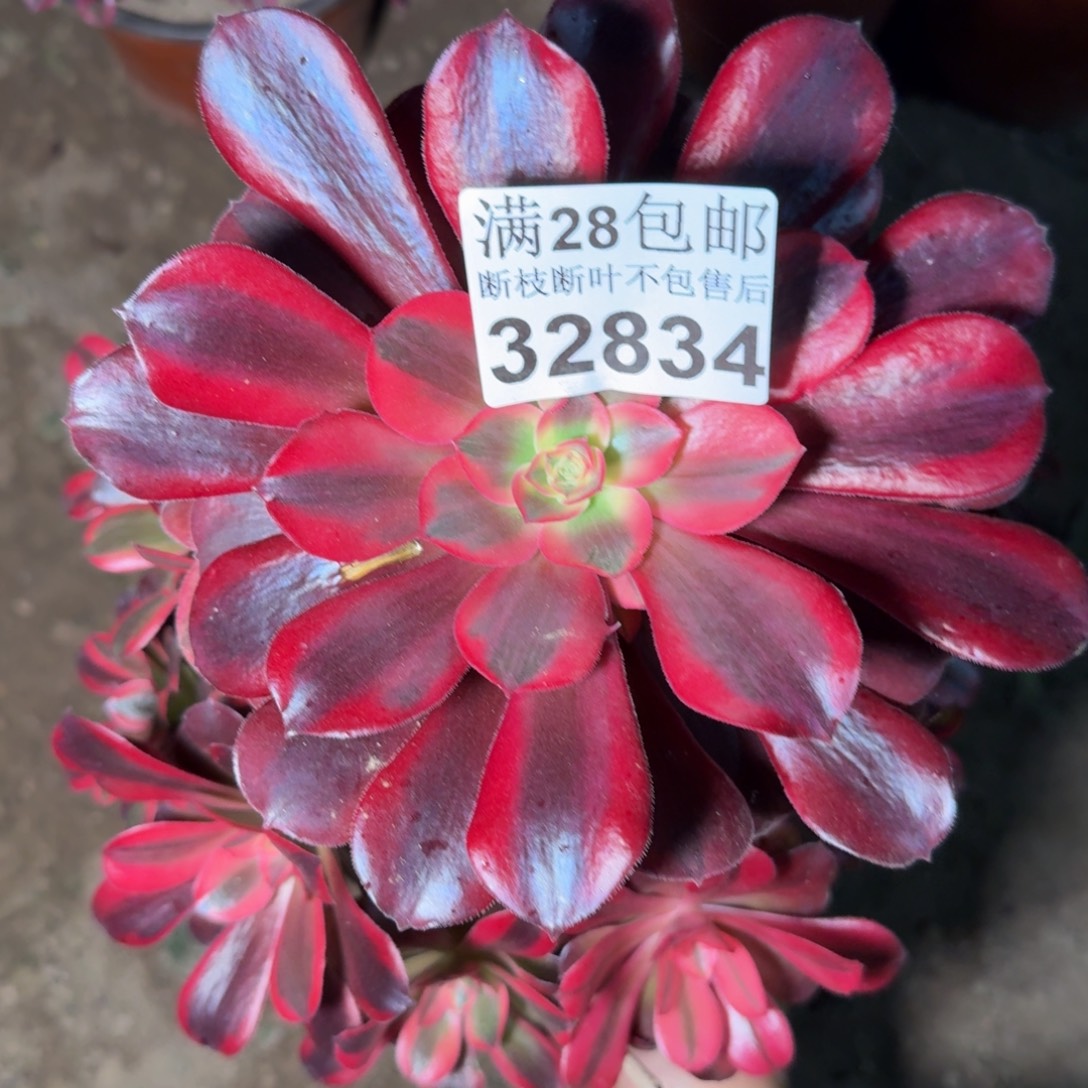 32834美杜莎多肉植物