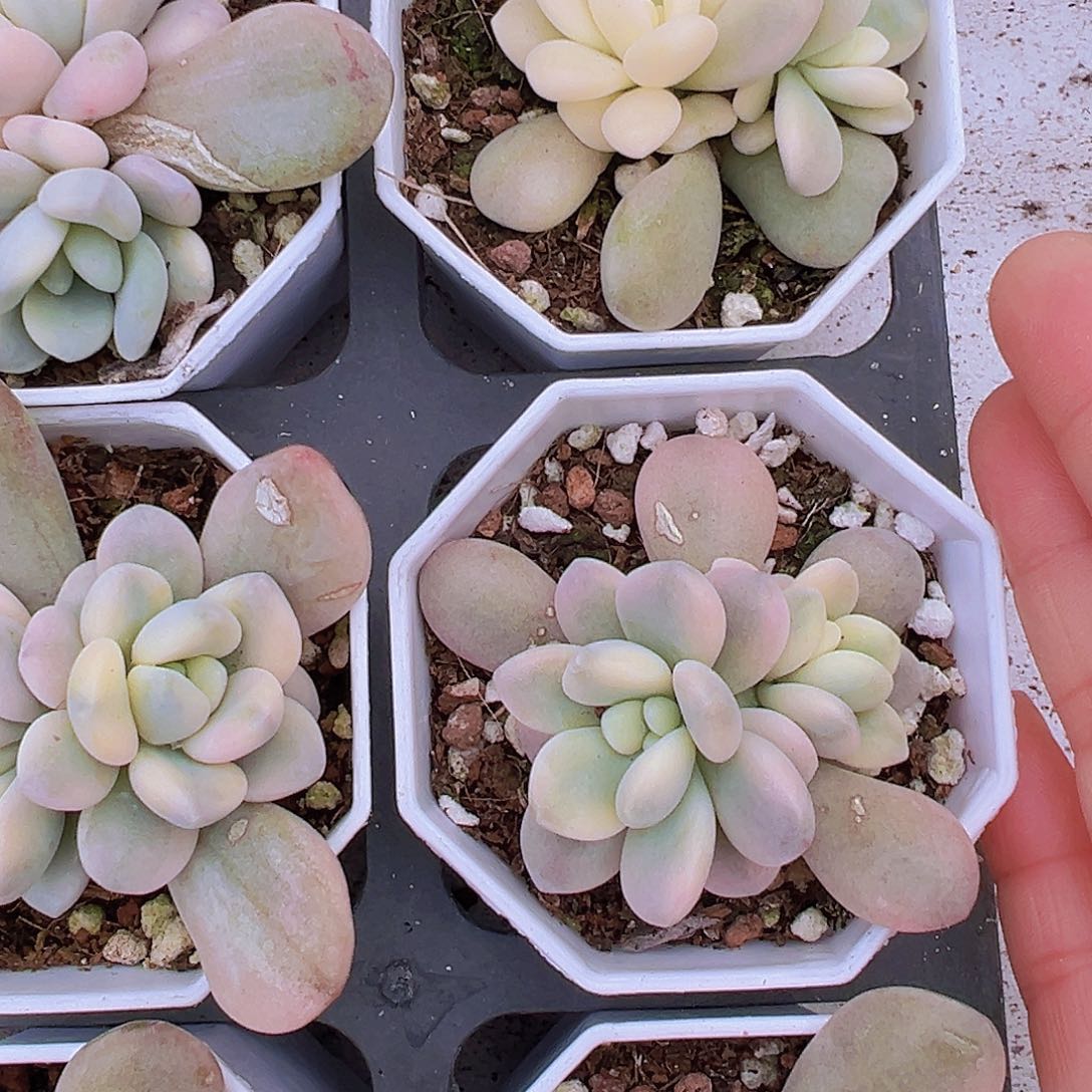 洛神锦双头起19包邮多肉植物