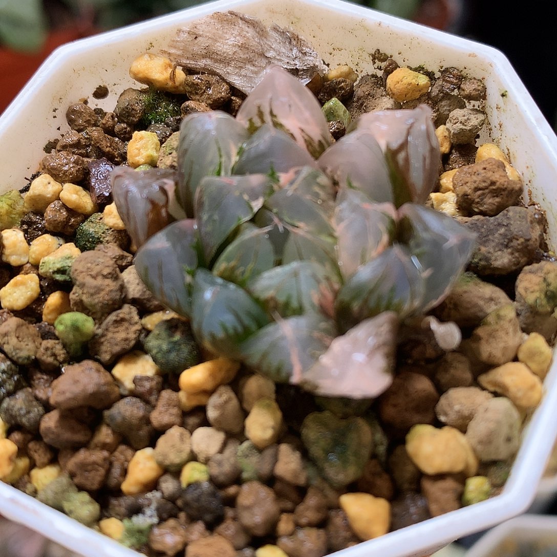 北极之光玉露锦带盆土发货tx