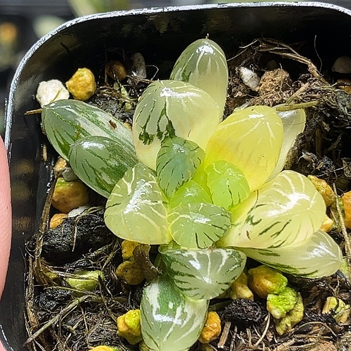 110冰灯玉露锦头家多肉十二卷