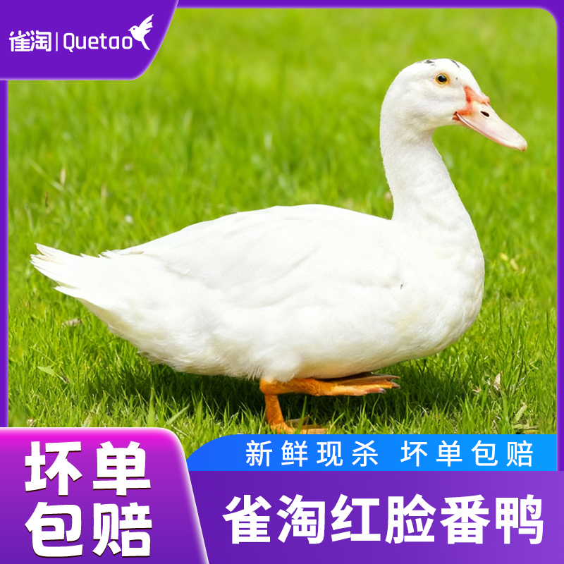 雀淘 皖南 黄油红脸番鸭 3.5- 4.0斤*只*1只装