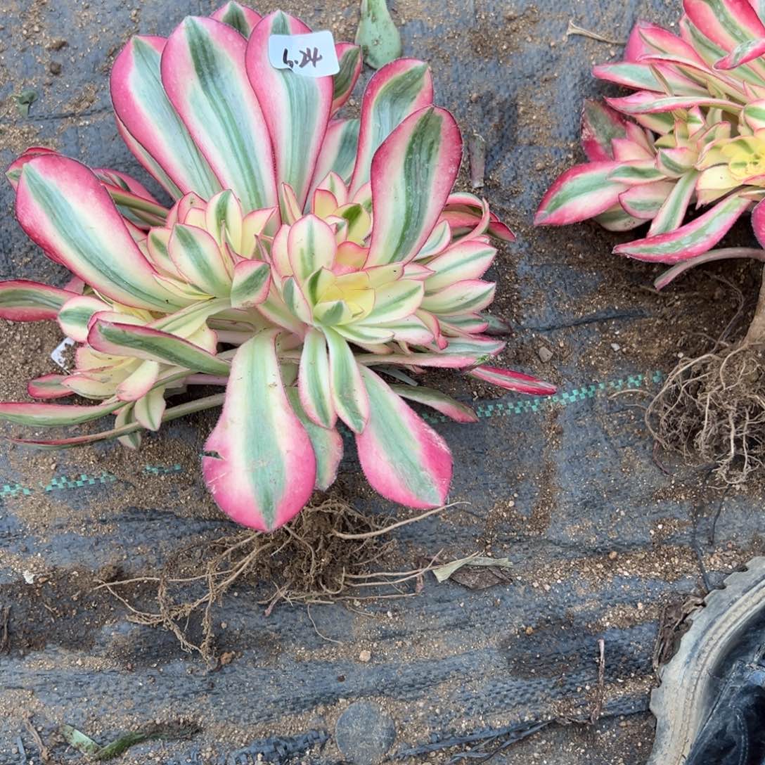 24爱丽丝多肉多肉多肉