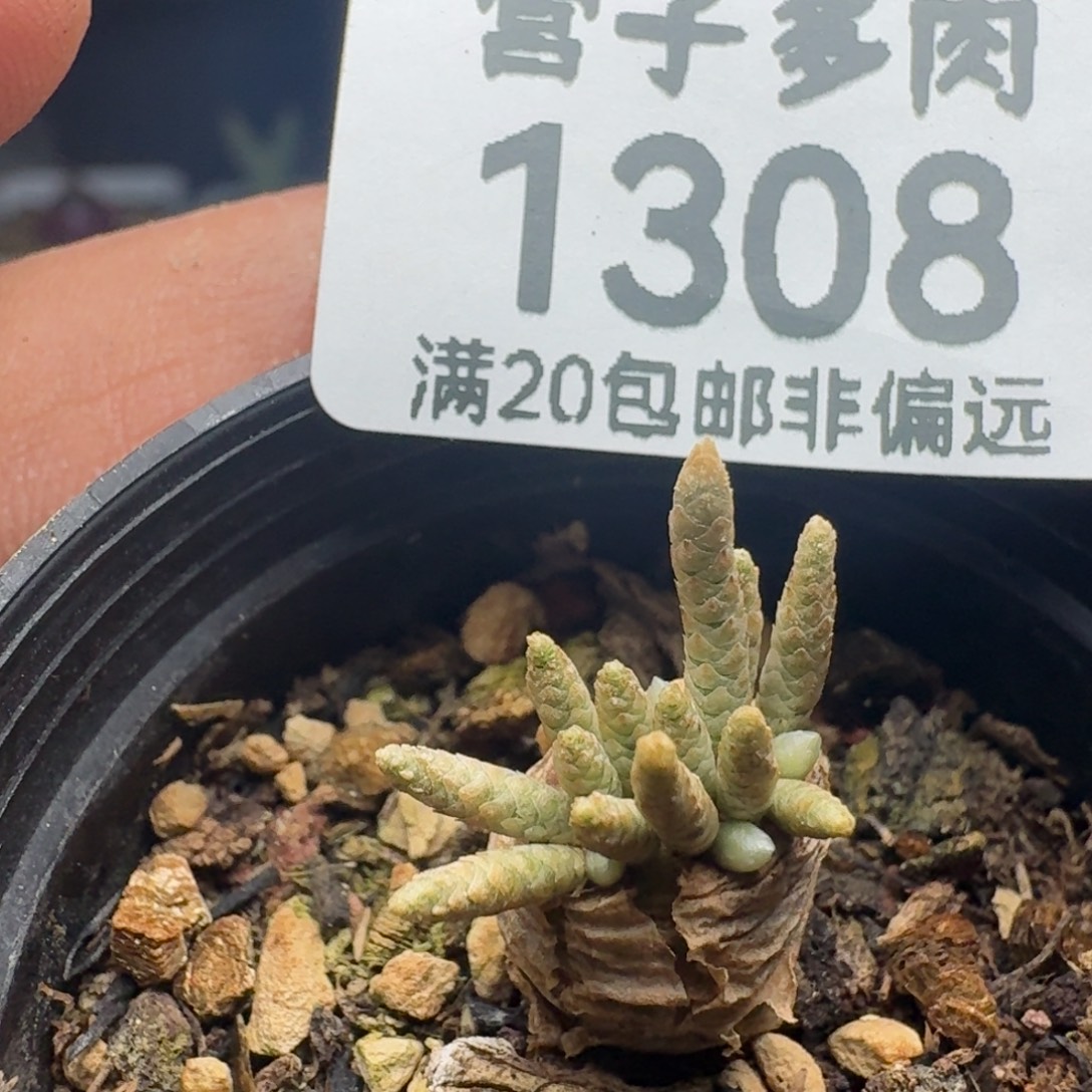 红花韧锦带盆土。     