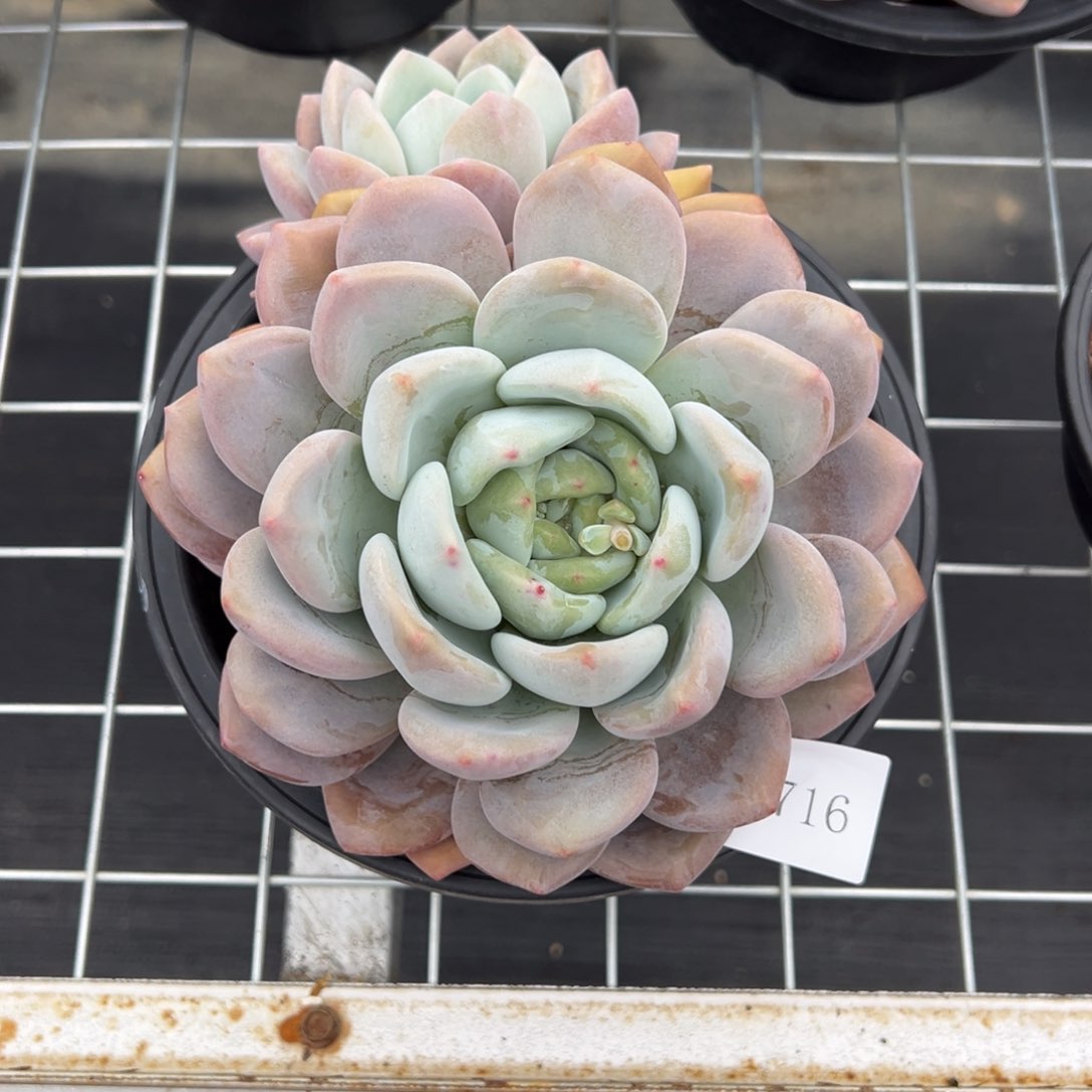 七**望4716肉肉肉肉肉肉肉