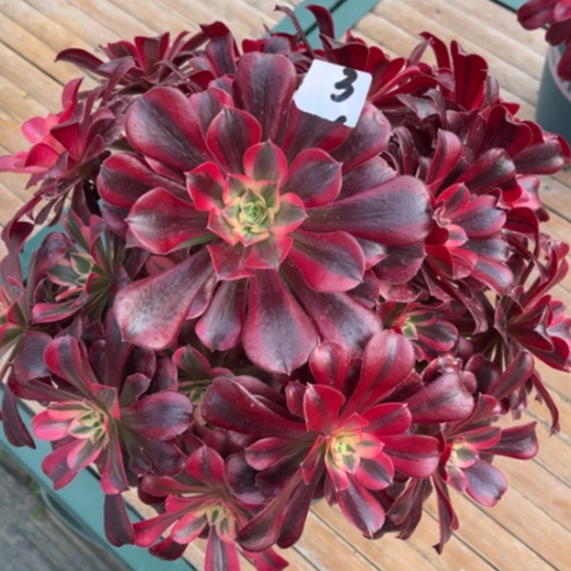 【闪购商品】3美杜莎多肉法师