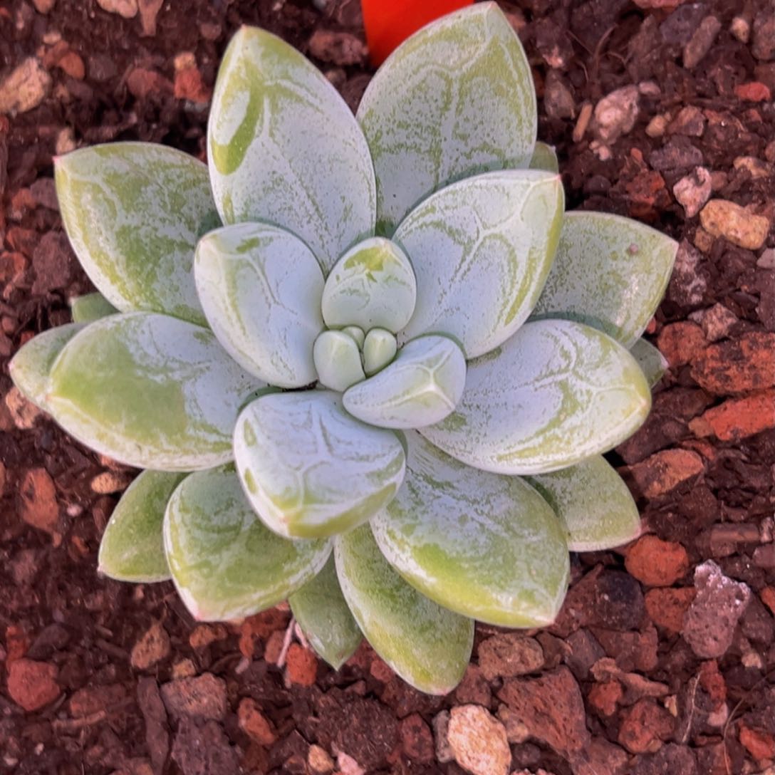 2904下午多肉植物群生
