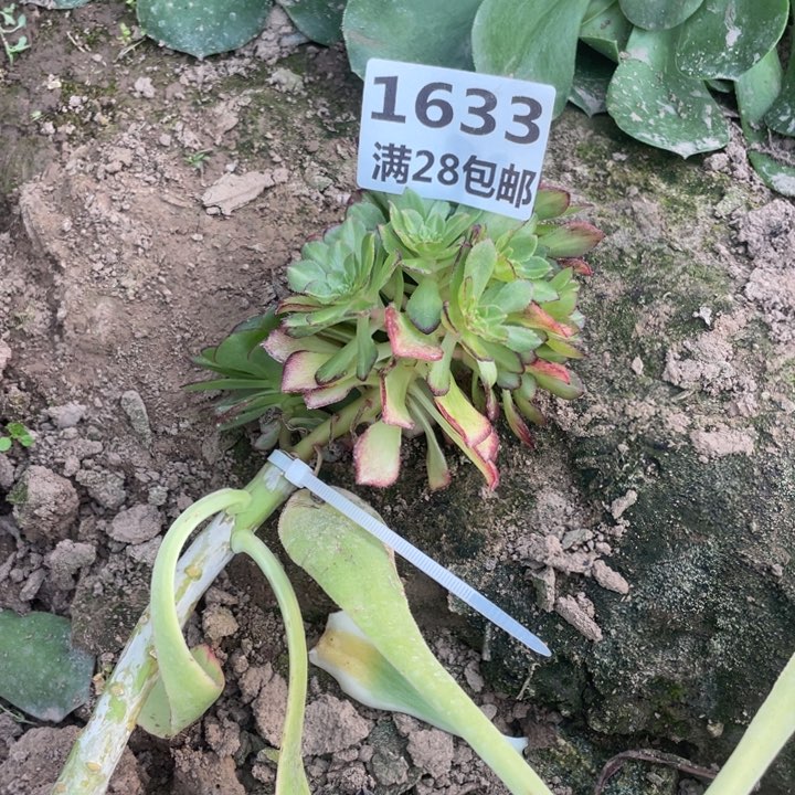 1633三号棚七彩多肉植物
