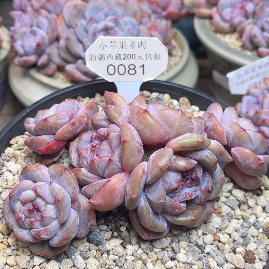 绿底紫心081/14cm6头