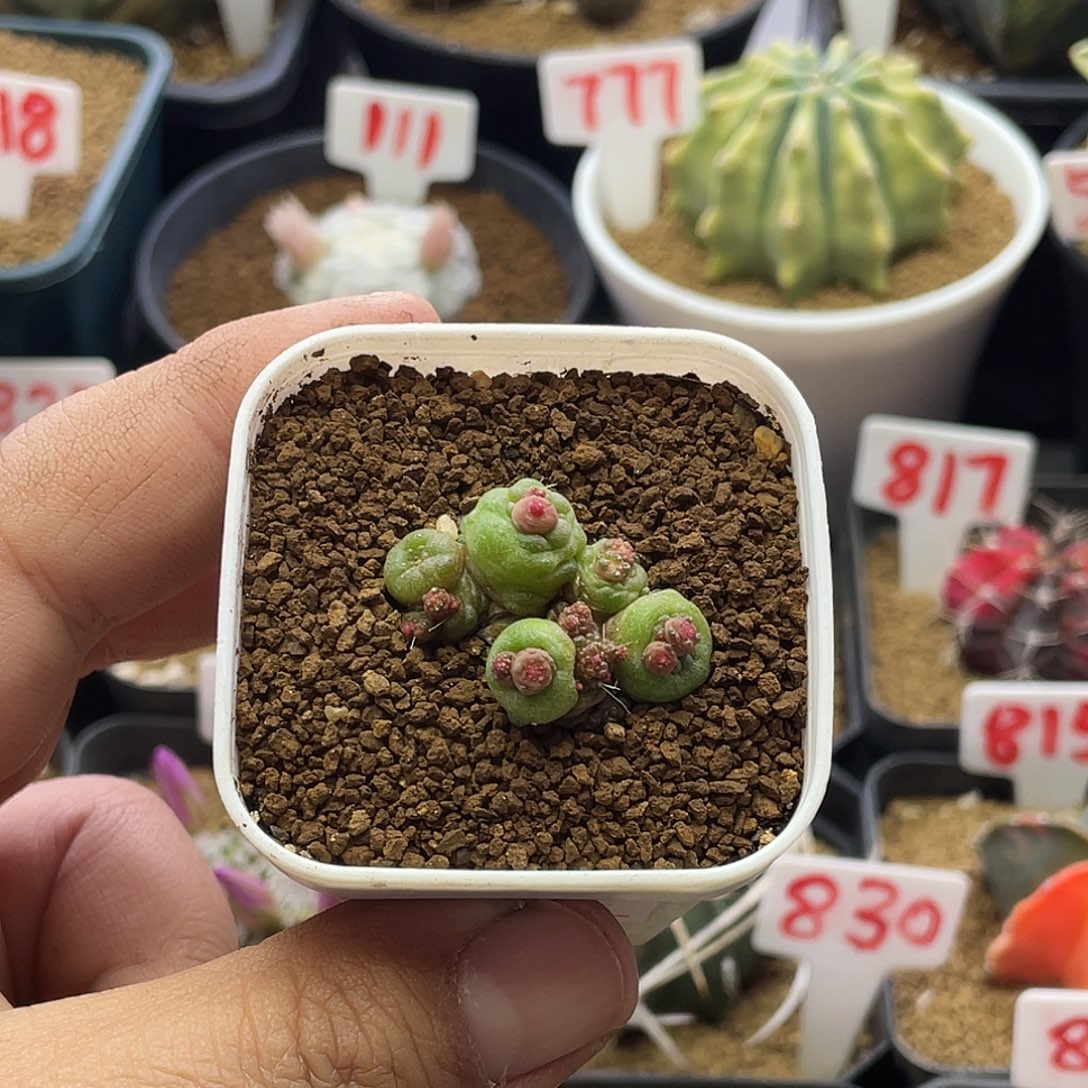 高沙一点红仙人球