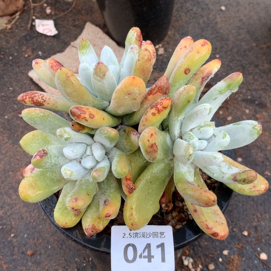 三头高桩拇指，2月8日发货多肉