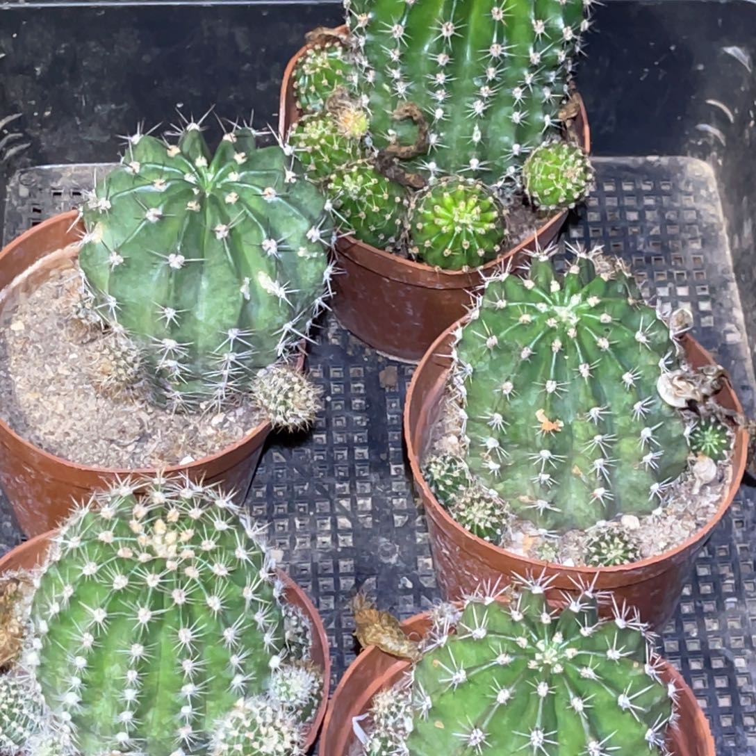花***✺彩草5颗 脱土脱盆摘花满20包邮盲拍