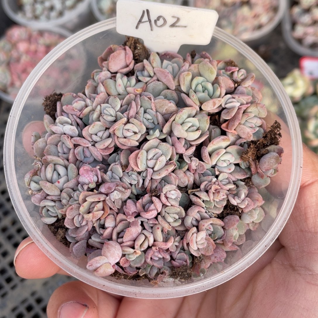 a02梦霜切糕福利包邮