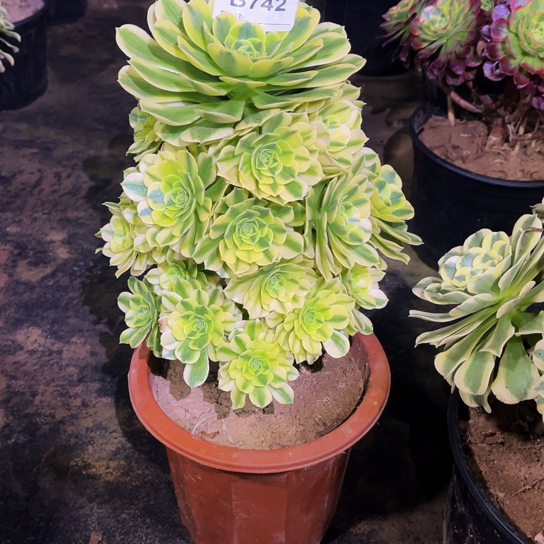 多肉植物742迈巴赫