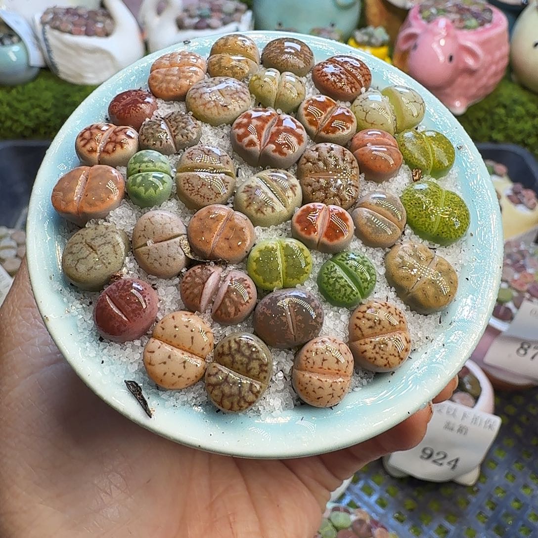 多肉植物福利冲926