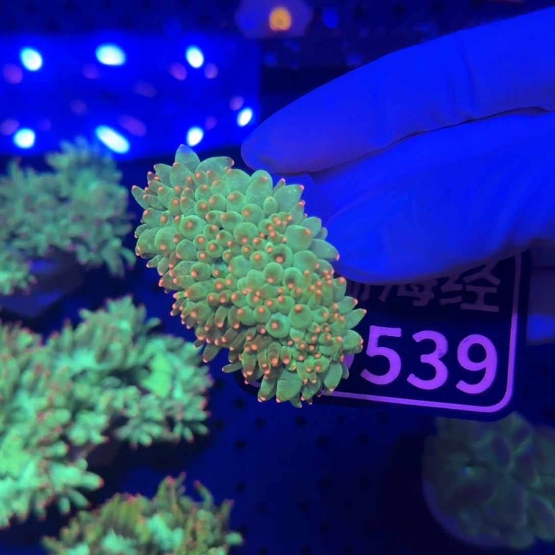 ****柯纽扣珊瑚又又不包邮尼罗河D539