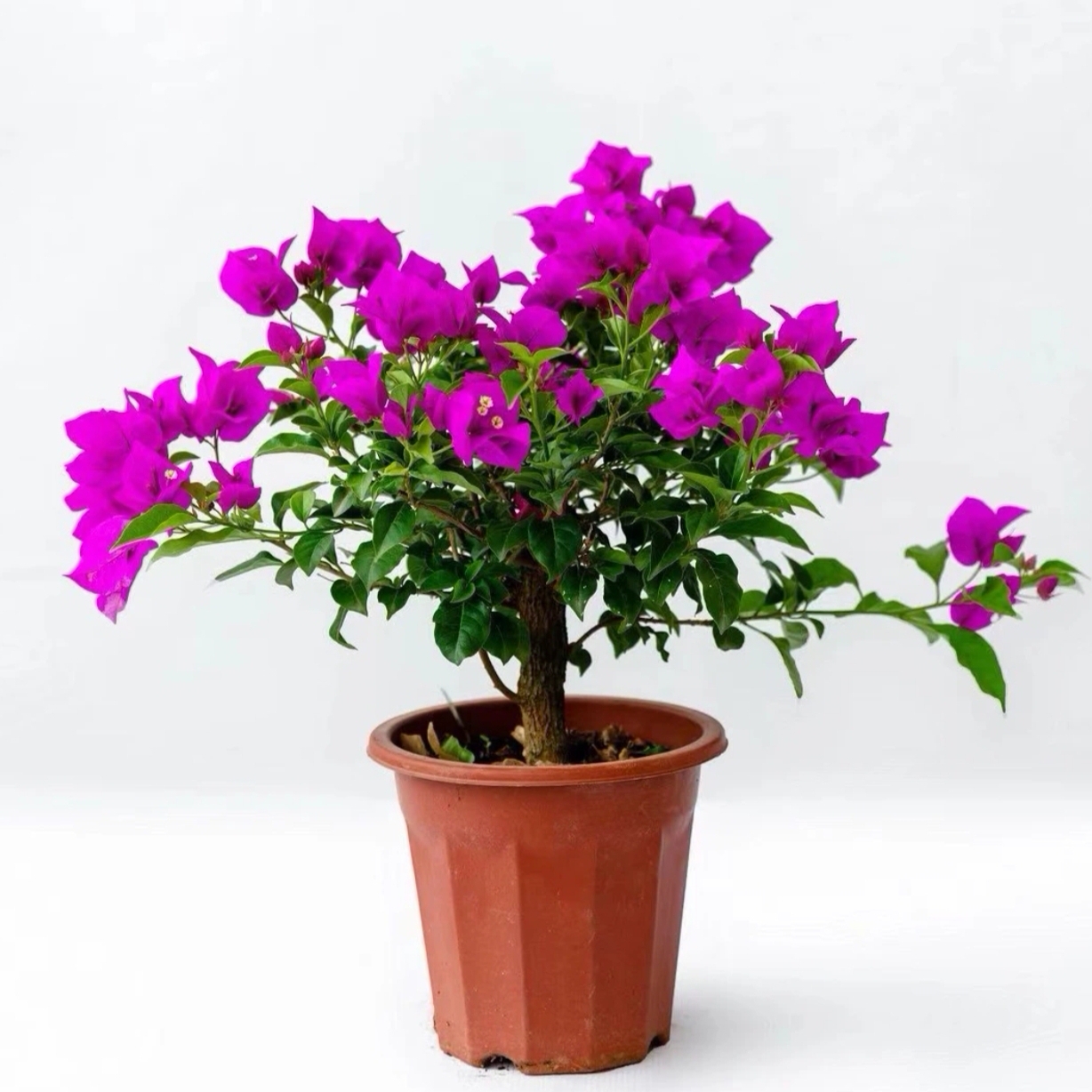 三角梅带花大苗盆栽四季开花可爬藤适合室内外种植