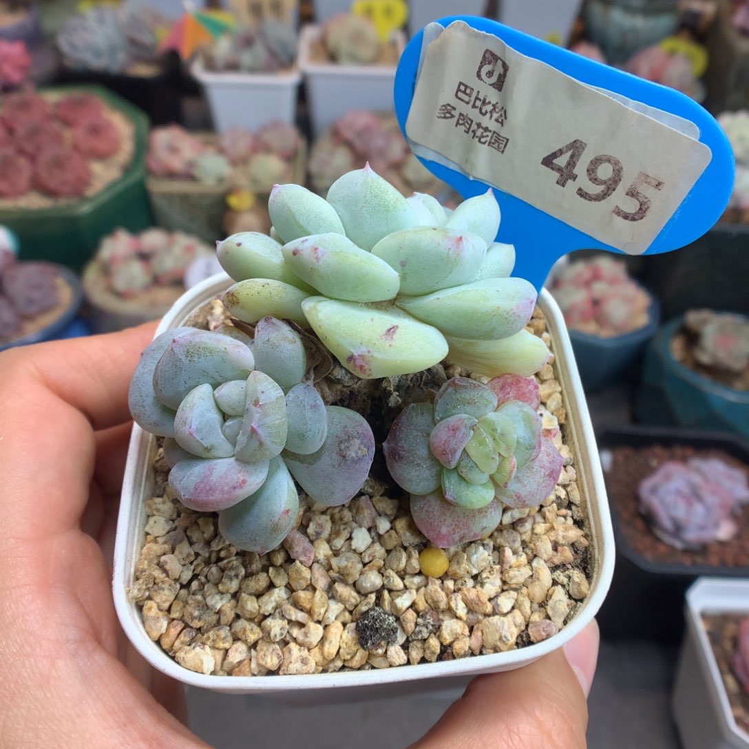 丫***丫495冰玉石化多肉植物