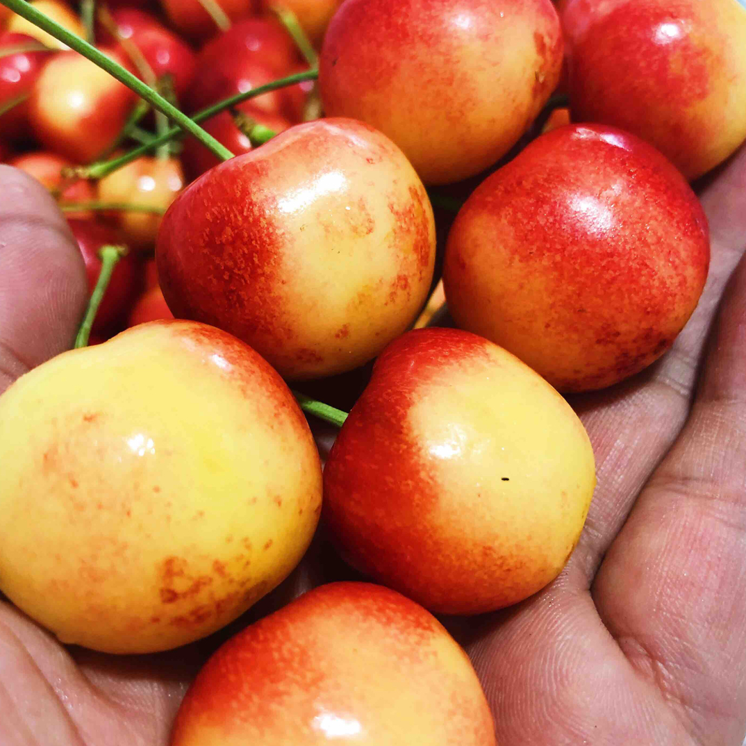 老牛优选 空运雷尼尔黄车车厘子5J1件4.4斤内附果径卡