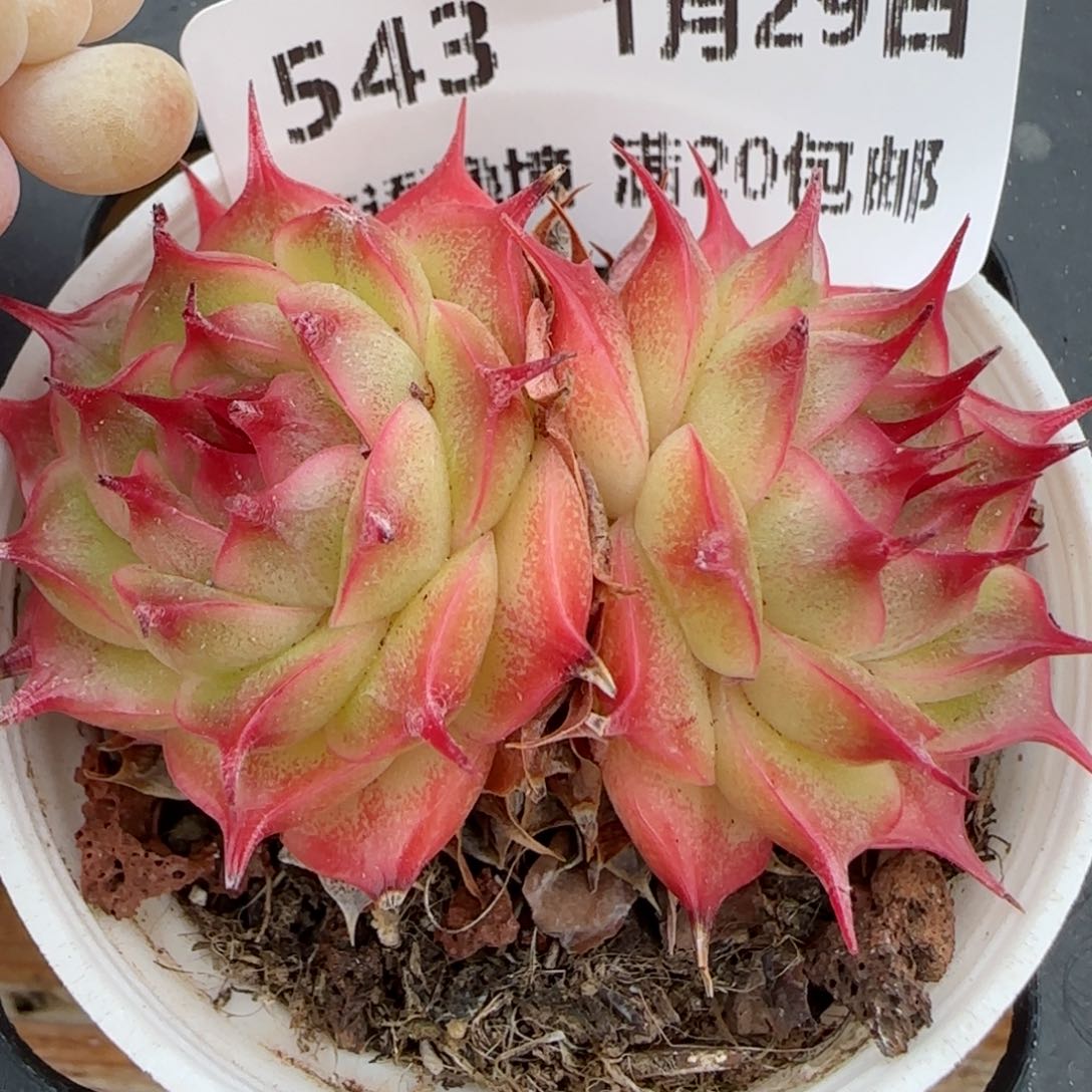 花语逸镜0129-543