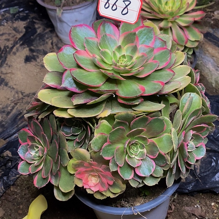 夜宴老桩捧花868号