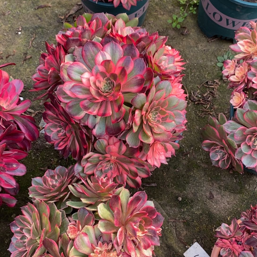 清***夏黑膜锦多肉10048号