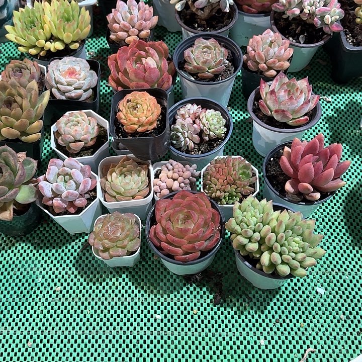 多肉植物的生长环境