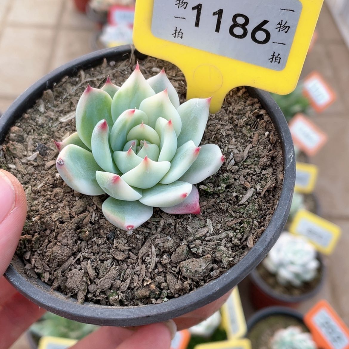 【闪购商品】1186号