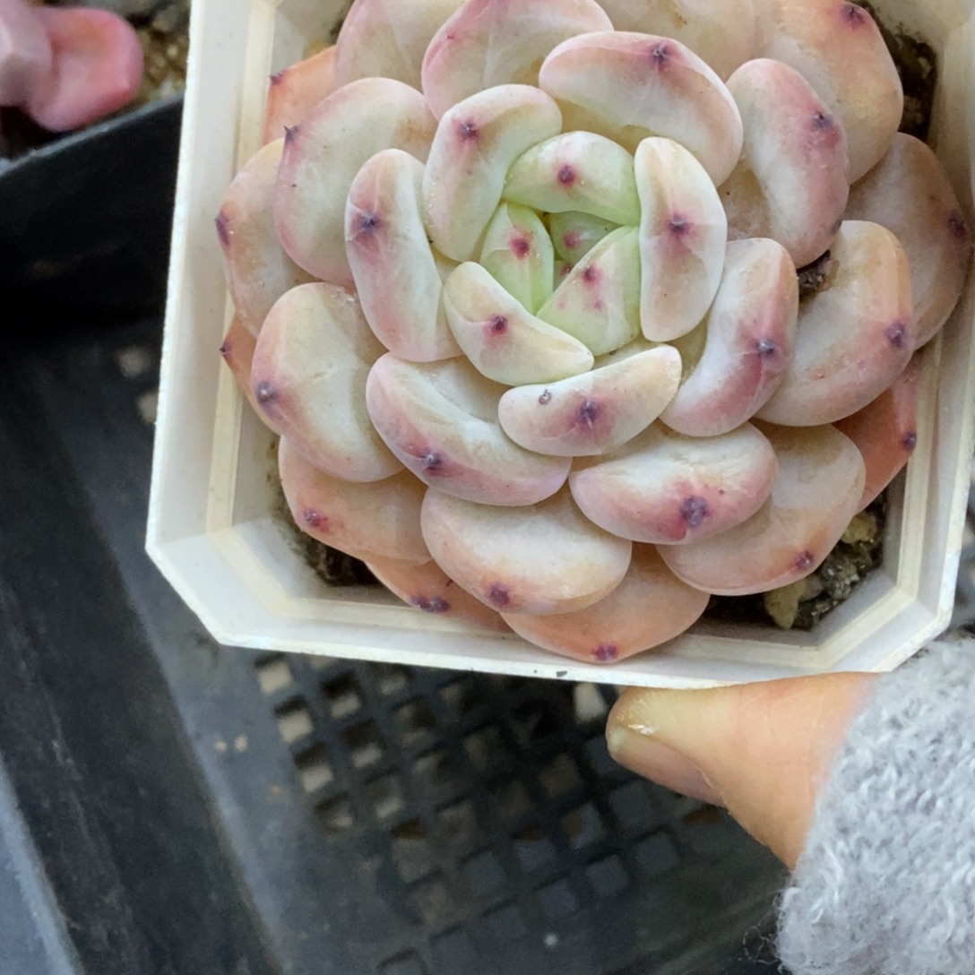 精品多肉一物一拍不包整70