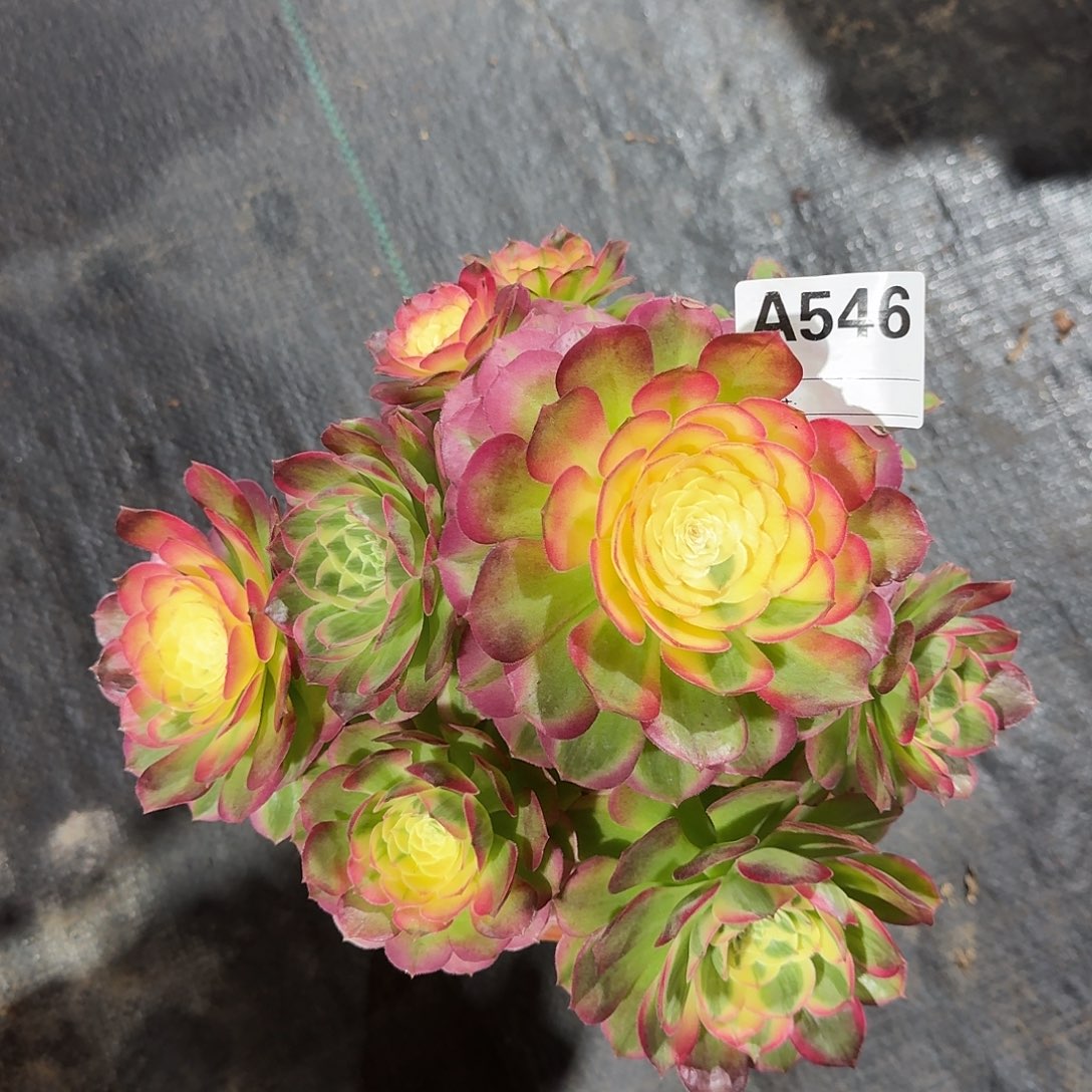 海仙多肉法师a546