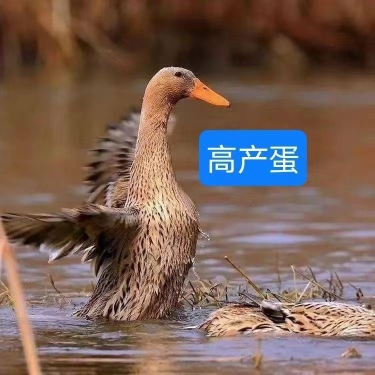 【大种麻鸭】半斤左右大种建湖麻鸭年产蛋300枚