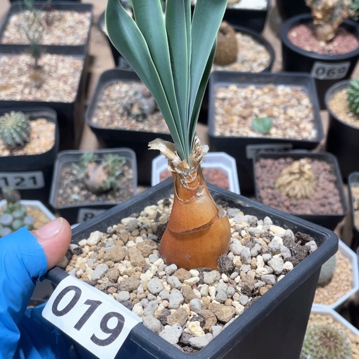 019产地巨凤之卵