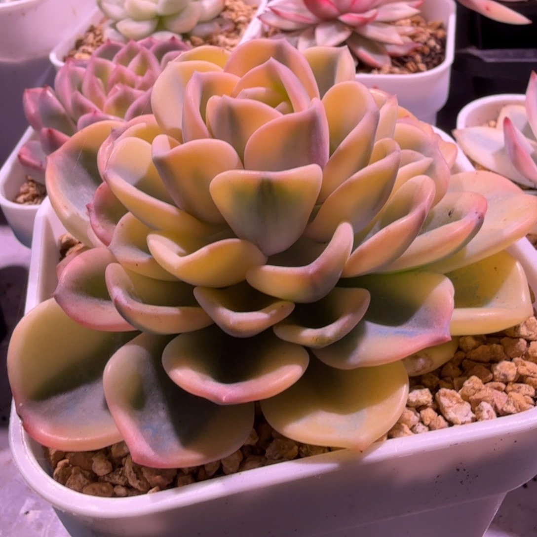 美尻锦，多肉锦多肉