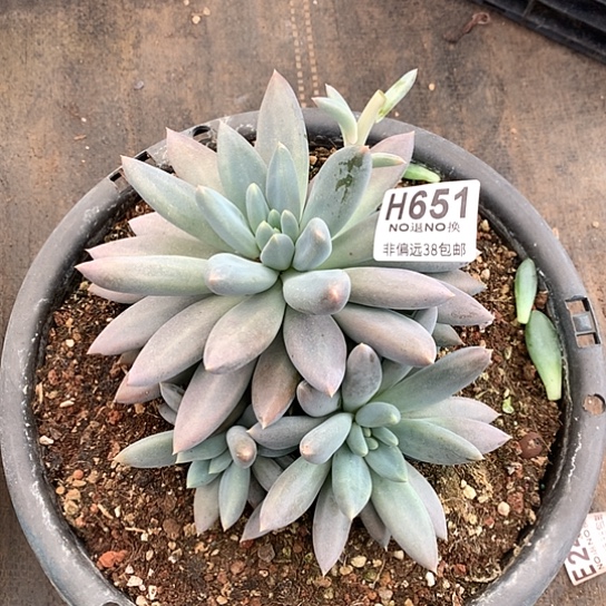 黄胖体哥特651 亏本处理退款拉黑7-8天发货