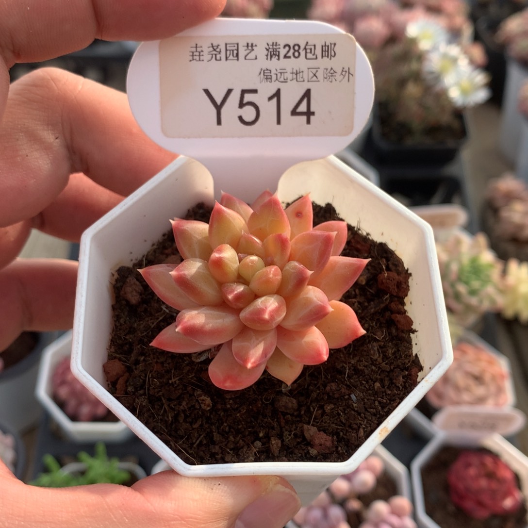 一物一拍514甲骨文4cm