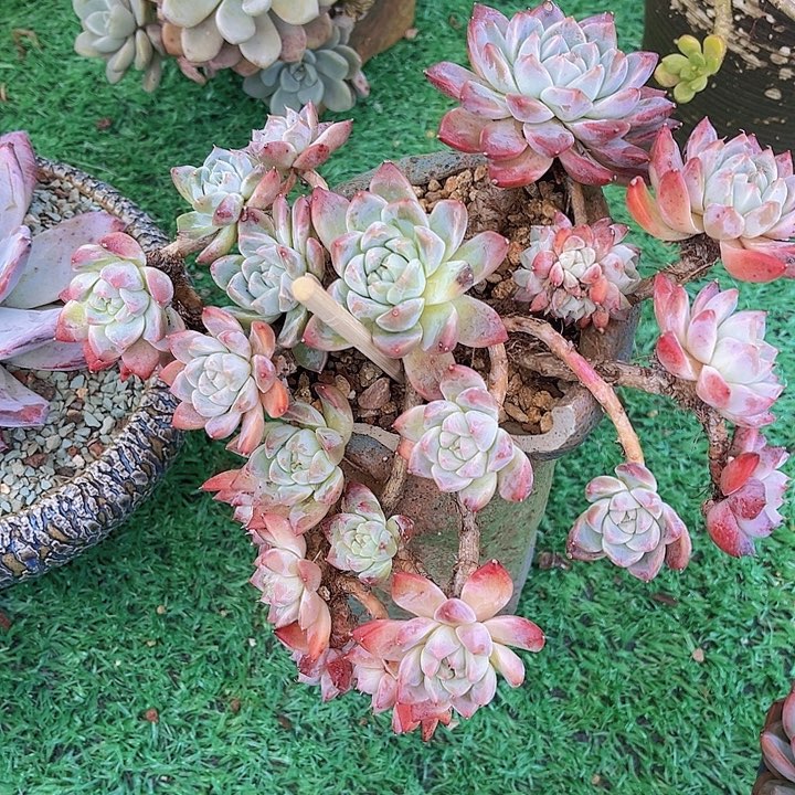 如梦令04131多肉植物