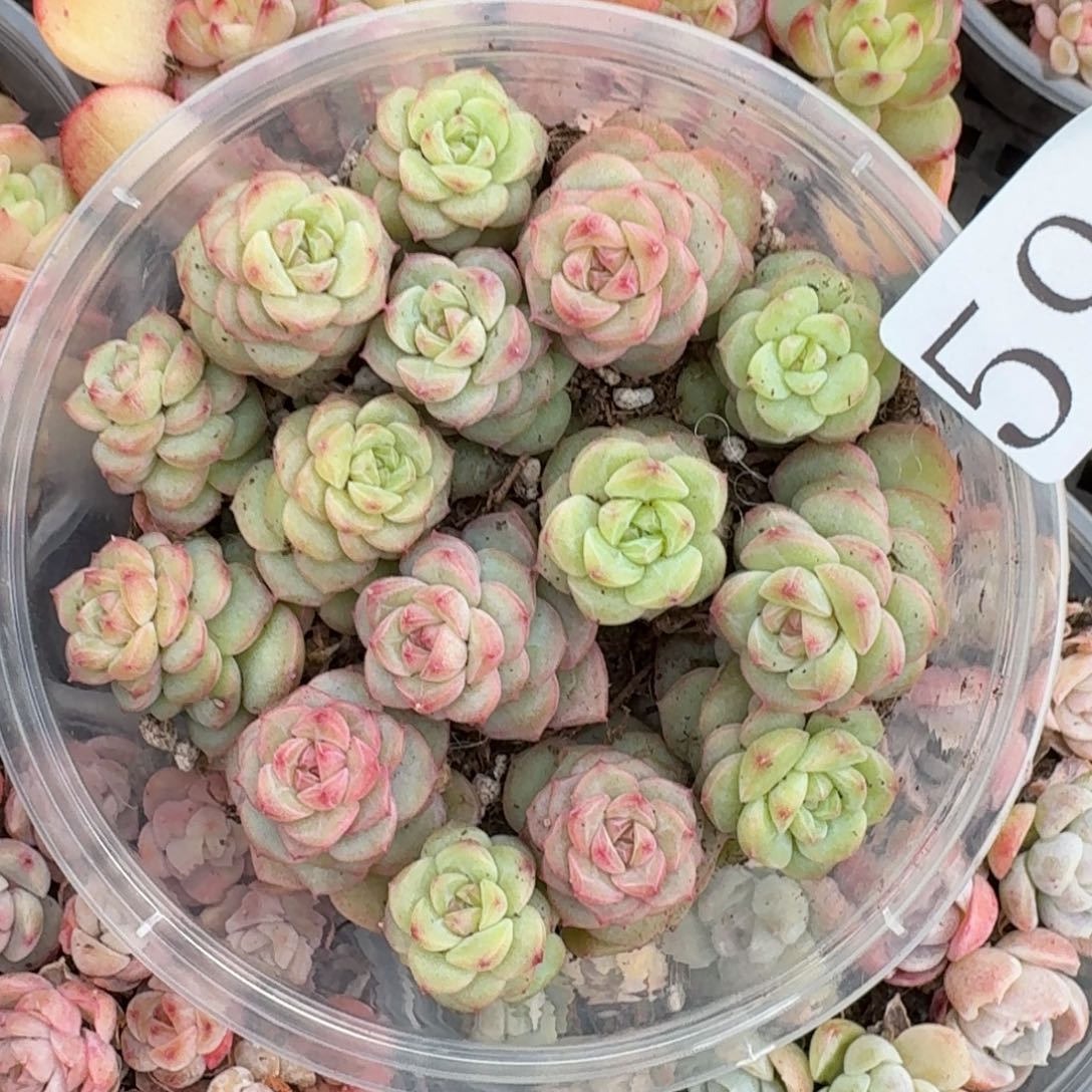 多肉植物多肉植物590