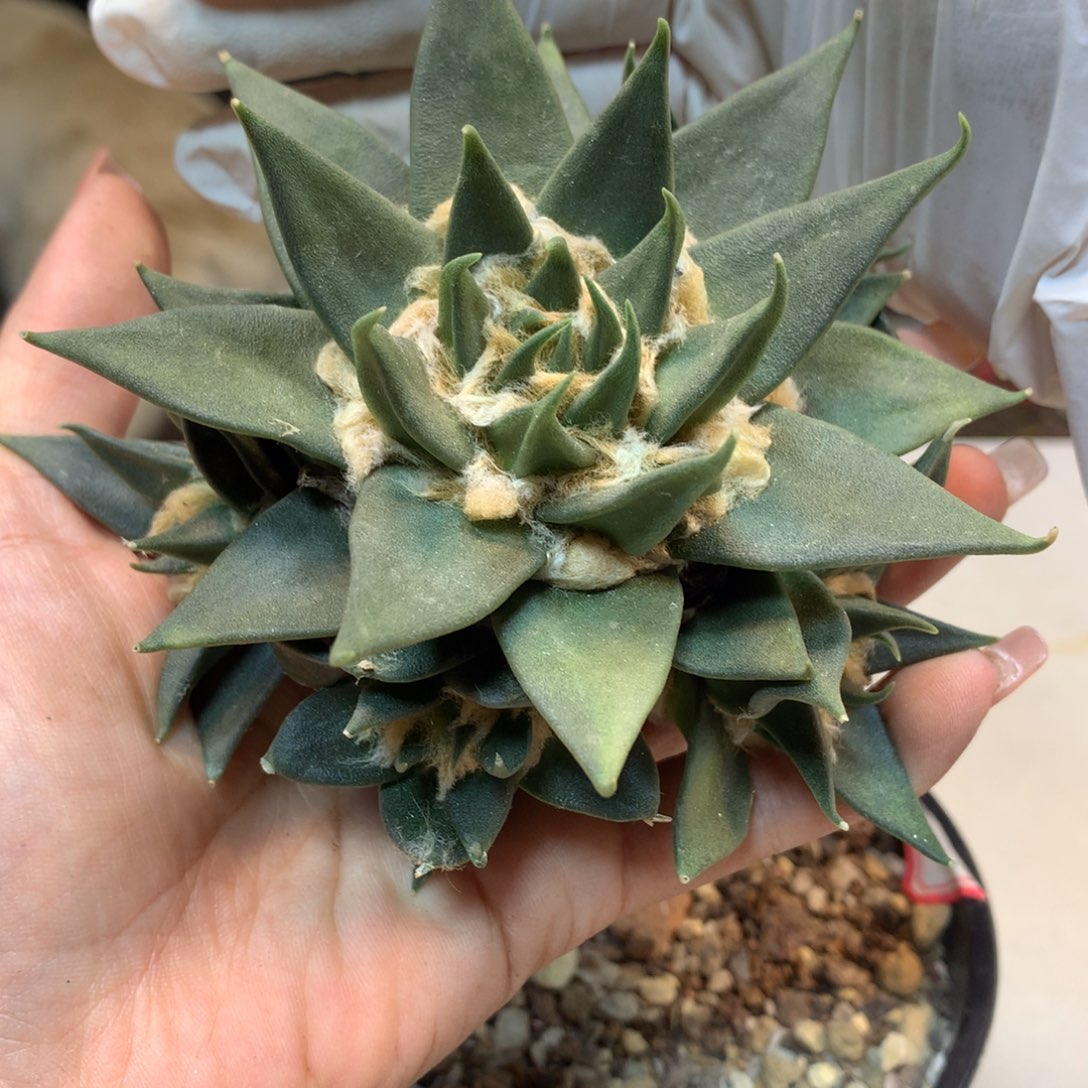      16号 无根龙牙岩牡丹群生 主头9.5公分