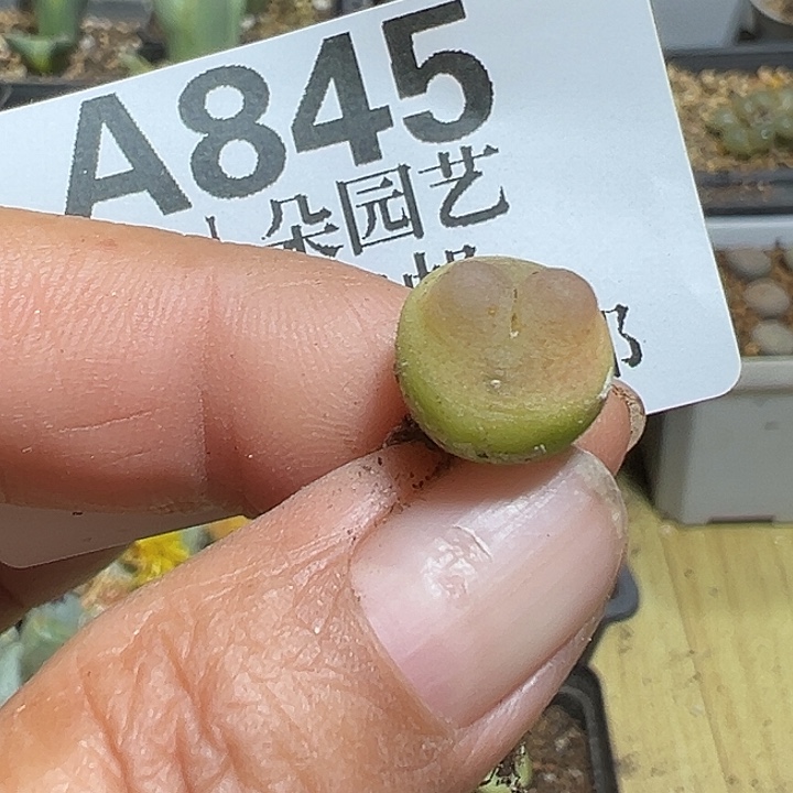 845号福利拉登1.1厘米