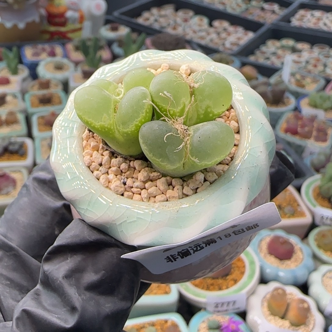 2784-一物一拍 带盆