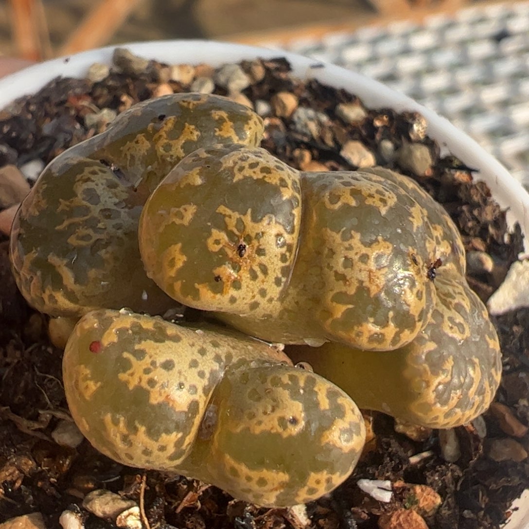 程蝴蝶母本群多肉植物百科