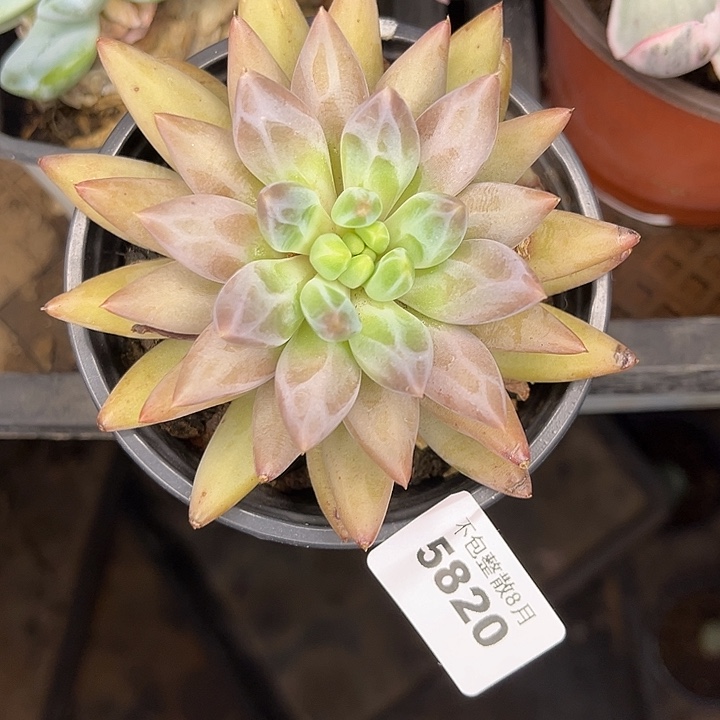 阿雅园艺。     5820水晶球