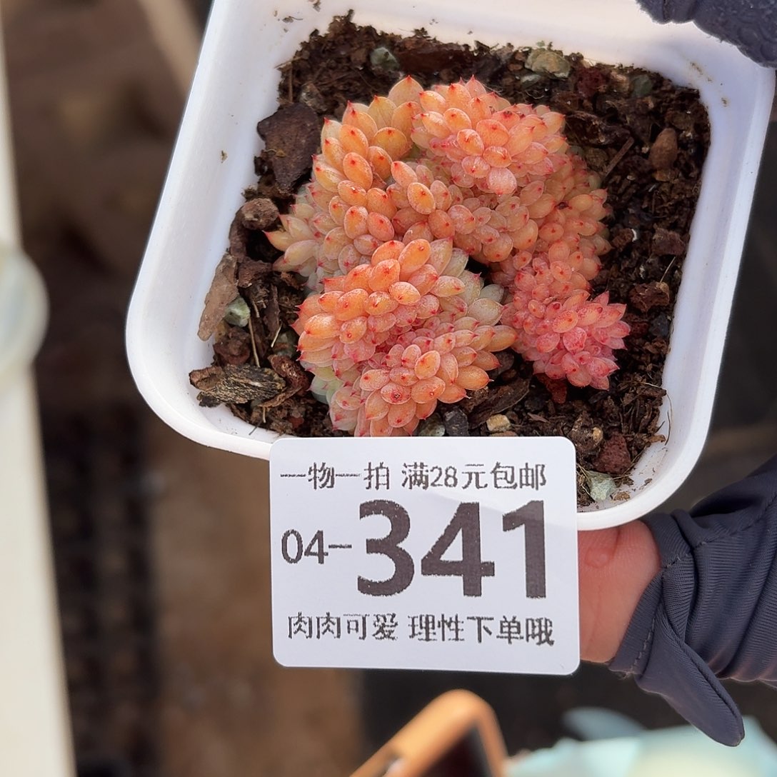 白胖子缀无盆土发货无