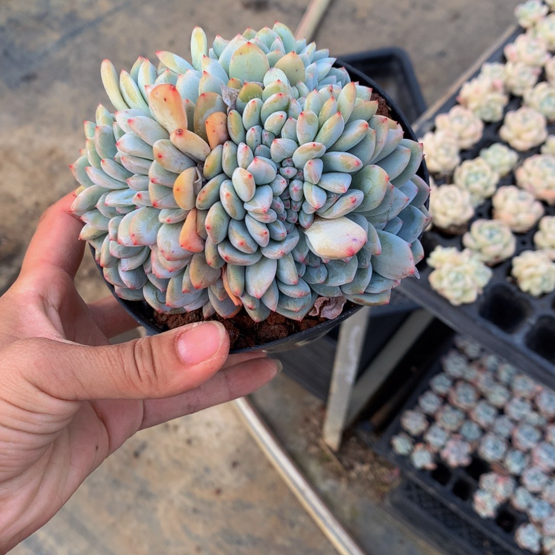 时***?2556缀嗯嗯嗯我想说你