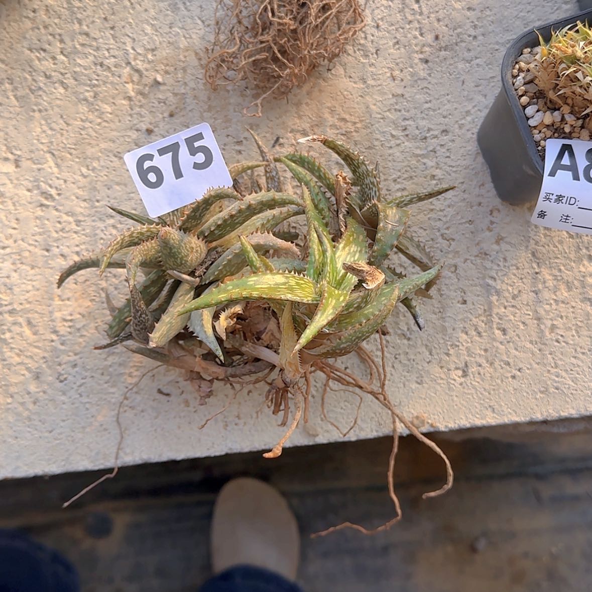 【闪购商品】马*块根植物