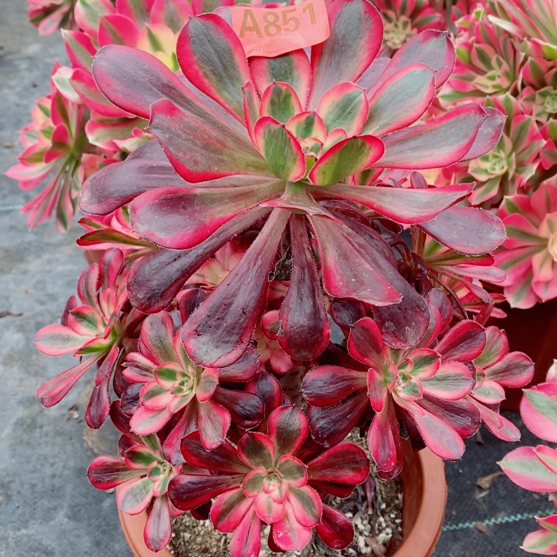 丽娜851多肉1111111