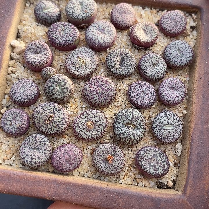 10512密纹墨杂交一颗