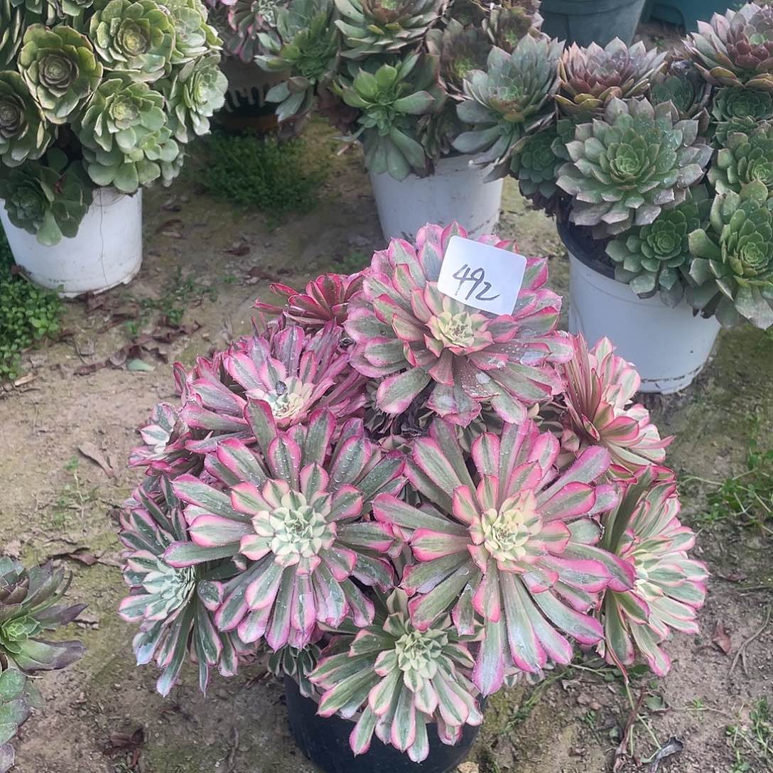 492法师植物红彤白
