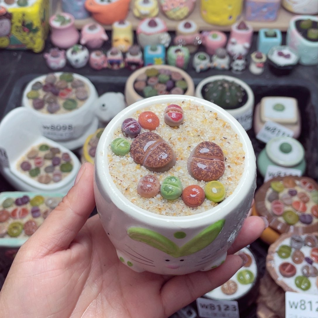 w8125 带盆土发货-零下地区拍保温箱