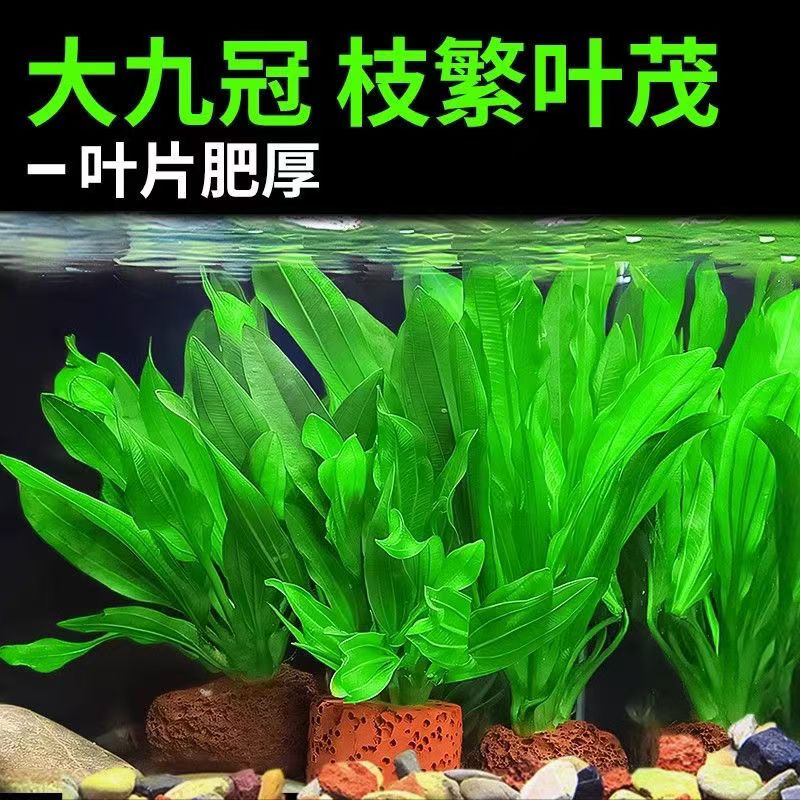 绿九冠绿菊水罗兰水榕水草活体阴性植物用于鱼缸造景净化水质增氧